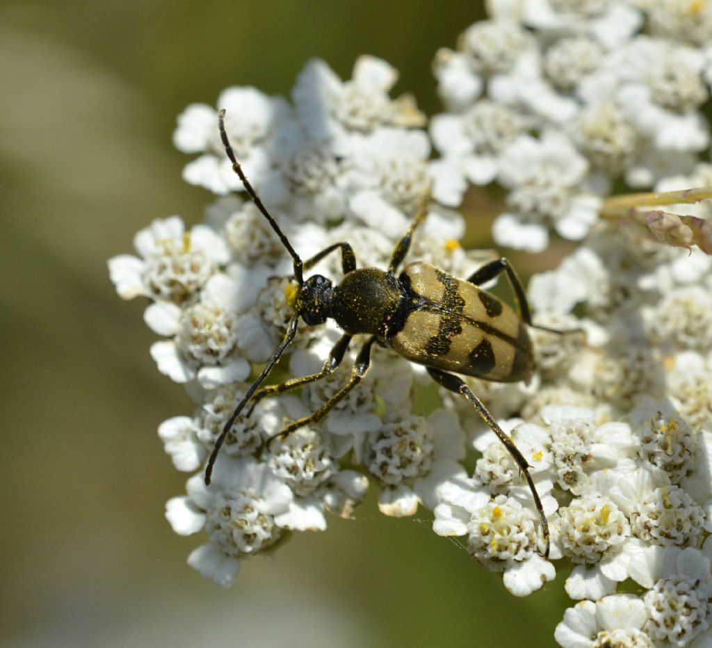 Pachytodes erraticus?  No, P.  cerambyciformis, Cerambycidae